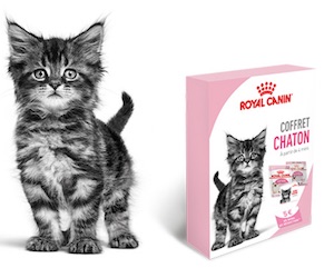 coffret chaton Royal Canin