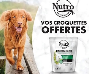 croquettes Nutro