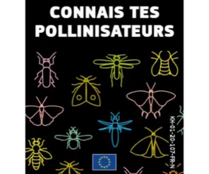 un livre des abeilles Connais tes pollinisateurs