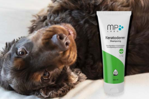 shampooing pour chien Keratoderm à tester
